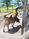 This cow uses an automatic brush to scratch an itch